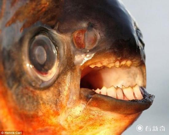 [新聞] 素食食人鱼 长着像人一样的牙齿却不吃肉！